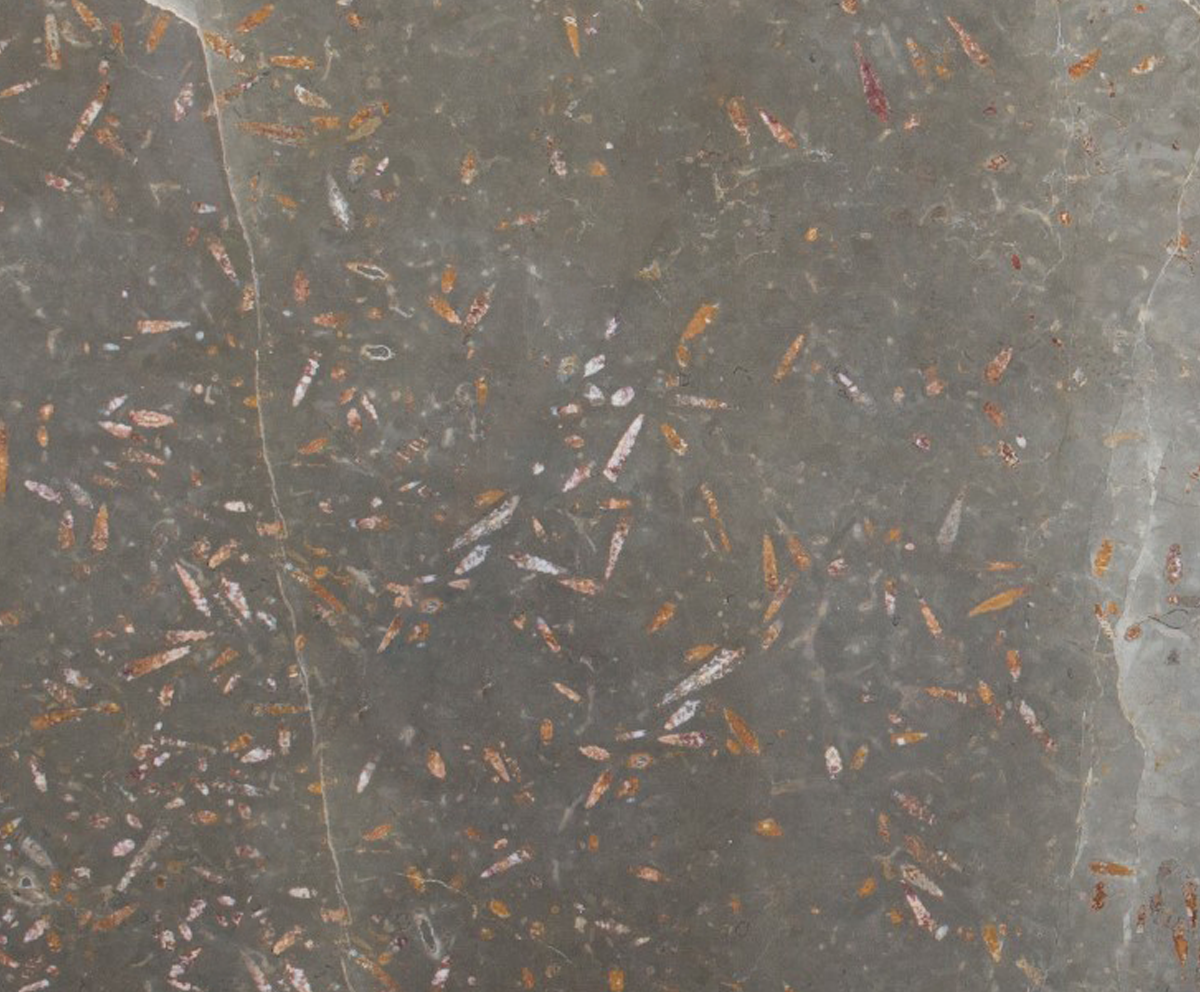 Jurassic Brown - NCKBLK